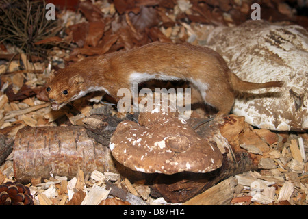 Campione di tassidermia donnola Mustela nivalis Foto Stock