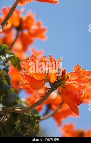 African Tulip Tree Spathodea campanulata Madera Canarie Foto Stock