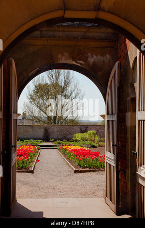 Una colorata esposizione di tulipani nel giardino murato a casa Tyntesfield, Wraxall, North Somerset, Inghilterra, Regno Unito Foto Stock