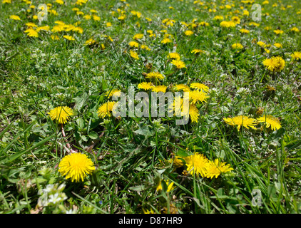 Campo di pretty giallo tarassaco comune ((Taraxacum officinale) su un soleggiato giorno di maggio Foto Stock