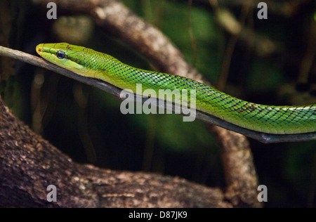 Rosso Verde codato Biacco (gonyosoma oxycephalum) Foto Stock