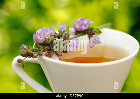 Infusione di salvia. La Salvia officinalis. Foto Stock