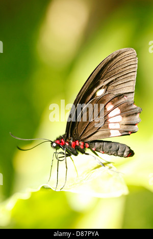 Heliconian Heliconius sp Foto Stock