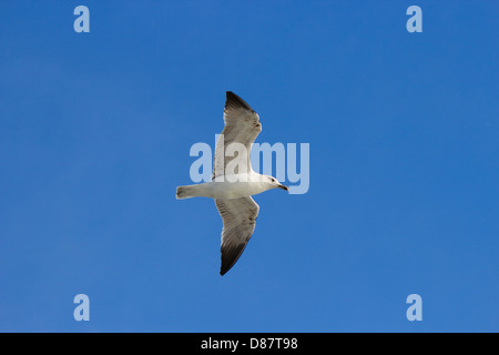 Unico seagul nel cielo blu prendere verso l'alto a partire dall'angolo. Foto Stock