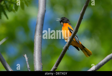 Baltimore Rigogolo maschio (Icterus galbula) il canto degli uccelli in primavera Foto Stock