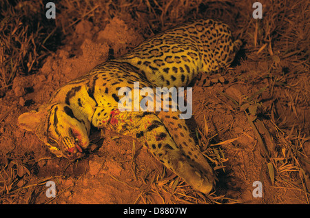 La caccia illegale, morto ocelot ( da Leopardo pardalis o Felis pardalis ), noto anche come il nano leopard o jaguatirica in Brasile Foto Stock