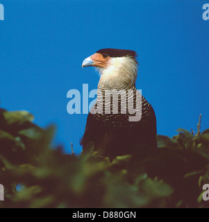 Il sud del Crested Caracara ( Caracara plancus o Polyborus plancus ) noto come carcará in Brasile Foto Stock