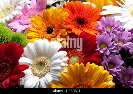 In prossimità di molte diverse fioriture dei fiori Foto Stock
