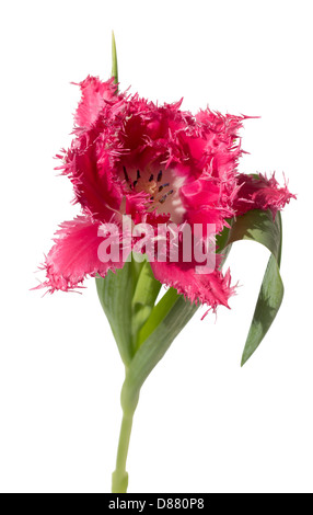 Rosa orlata aprire tulip (crispa) su sfondo bianco Foto Stock