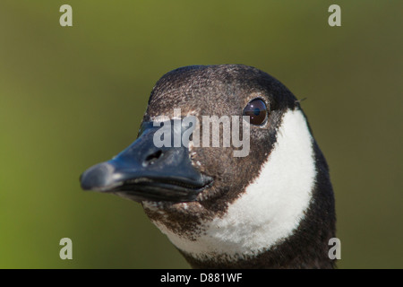 Isolato in Canada Goose ha avuto su di uno sfondo verde Foto Stock