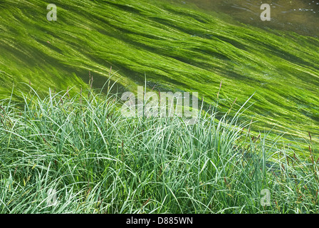 Conservazione delle paludi di simbolo con Creek e di erba Foto Stock