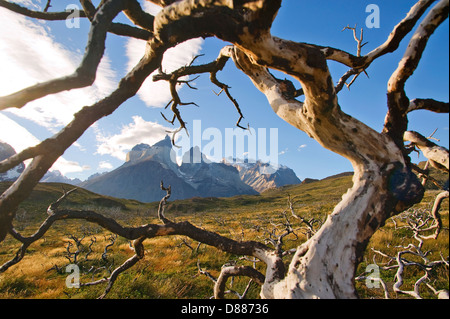 Parco Nazionale di Torres del Paine Cile Foto Stock