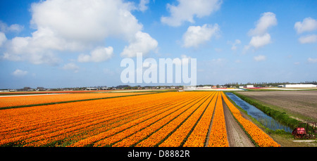 Colorato tulip i campi di bulbi vicino a Leiden e i giardini Keukenhof in Olanda (Paesi Bassi) Foto Stock