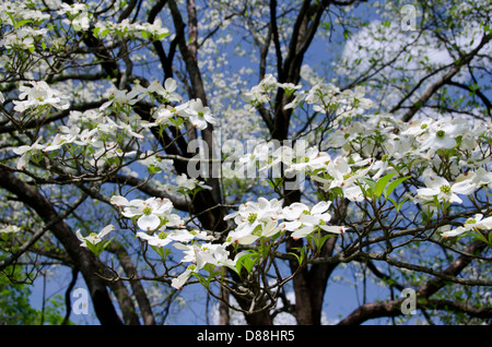 Tennessee, Nashville. L'Eremo, la storica casa del presidente Andrew Jackson. Primavera fiorita sanguinello tree. Foto Stock