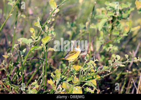 Giallo trillo isole Galapagos Foto Stock