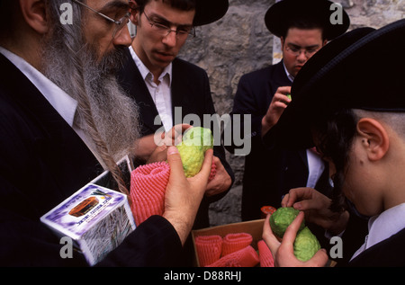 Gli ebrei haredi controllano la presenza di difetti nei frutti gialli del citrone prima di acquistarli e usarli nella preghiera cerimoniale durante la Festa Sukkot dei Tabernacoli nel quartiere di Mea Shearim, un'enclave ultra-ortodossa a Gerusalemme Ovest in Israele Foto Stock