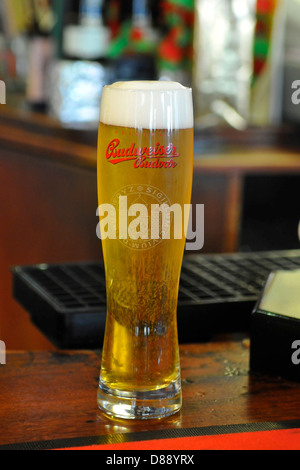 La pinta di Budweiser Budvar birra sulla barra al Lord John Russell pub, Bloomsbury, Londra Foto Stock