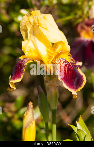 Bello giallo e viola vicino Iris germanica fiore in un tranquillo giardino di primavera in Bretagna, Francia Foto Stock