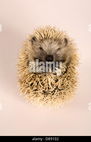 Giovane biondo europeo arricciata hedgehog in palla in studio Foto Stock