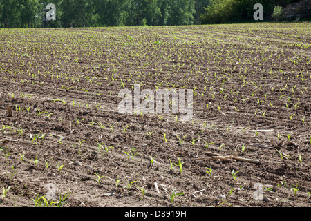 Giovani piante di granoturco dolce nel campo, Brandeburgo, Tedesco Foto Stock