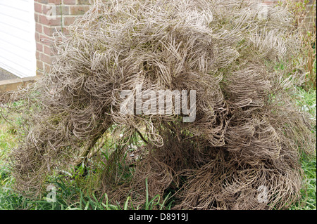 Scopa spagnola genista morì a causa di cambiamenti climatici & condizioni climatiche severe Foto Stock