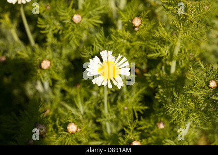 Giallo e bianco camomilla romana fiore in un tranquillo giardino di primavera medicinali in Bretagna, Francia Foto Stock