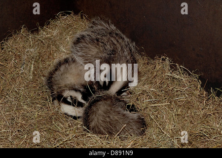 Badger cubs dormire a penna Foto Stock