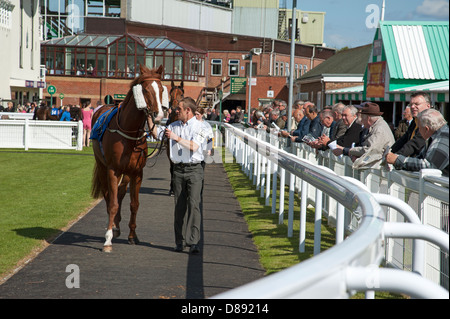 Cavalli essendo sfilavano Paddock Enclosure ippodromo di Salisbury England Regno Unito Foto Stock