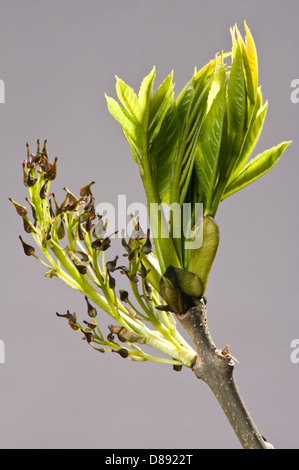 Fiori e Foglie giovani sul frassino Fraxinus excelsior, legno in primavera Foto Stock