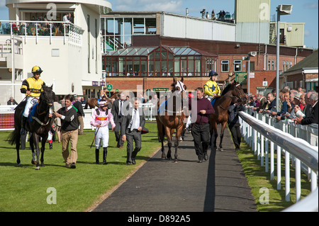 Cavalli essendo sfilavano Paddock Enclosure ippodromo di Salisbury England Regno Unito Foto Stock