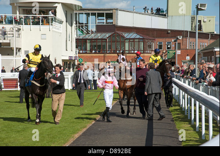 Cavalli essendo sfilavano Paddock Enclosure ippodromo di Salisbury England Regno Unito Foto Stock