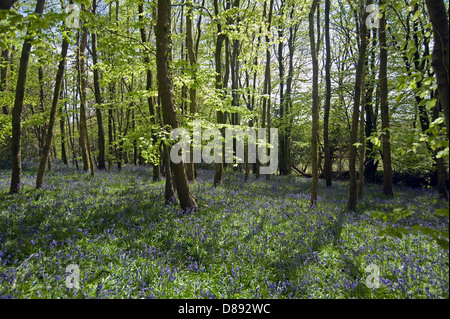 Bluebells fioritura a Blackbury Camp, il Devon Ferro-age fort, con boschi di faggi e querce a foglia giovane su un luminoso giorno di primavera Foto Stock