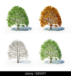 Il four seasons albero isolato su bianco Foto Stock