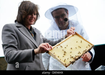 Berlino, Germania. Il 22 maggio 2013. Gli apicoltori incontra il ministro federale Ilse Aigner sul tetto del Berliner Dom a Berlino e hanno introdotto una nuova bee App. Sull'immagine: il ministro dell'agricoltura Ilse Aigner e gli apicoltori Uwe Marth insieme sul tetto della cattedrale di Berlino con la colonia di api: Credito Reynaldo Chaib Paganelli / Alamy Live News Foto Stock