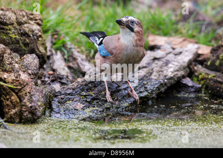 Unione jay (Garrulus glandarius) in piedi sulla banca di un pool di bosco, Lee Valley, Regno Unito Foto Stock