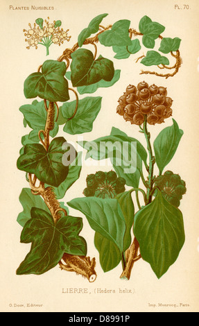 Hedera helix Edera Foto Stock