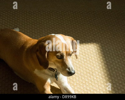 Close up, razza cane, STATI UNITI D'AMERICA Foto Stock