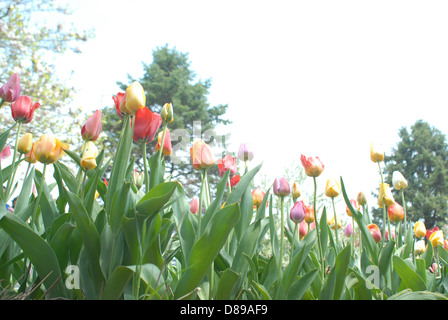 Letto di tulipani in Tulip Time Festival in Olanda, Michigan Foto Stock