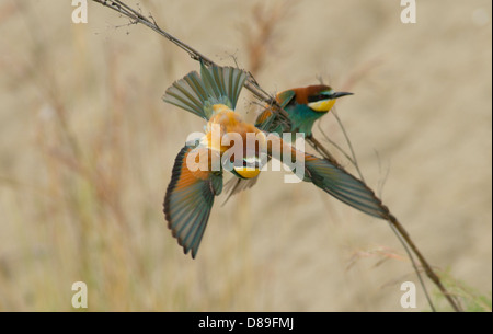 Unione Bee Eater in volo dopo il decollo dalla filiale nelle vicinanze Foto Stock