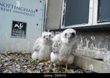 Nottingham, Regno Unito. Il 22 maggio 2013. 3 Falco Pellegrino pulcini vengono inanellati a Nottingham Trent University questa mattina. Il Genitore gli uccelli tornano ogni anno a nidificare sulla battuta del palazzo universitario e sono piuttosto famoso con il personale e gli studenti come sono monitorati ininterrottamente da una webcam. I nomi vengono scelti per i pulcini molto presto. Credit: Jack Perks/Alamy Live News Foto Stock