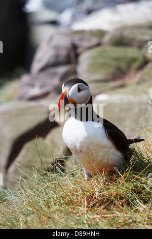 I puffini sull isola di fiocco, nel farne isola del gruppo. Northumberland coast. Foto Stock