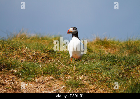 I puffini sull isola di fiocco, nel farne isola del gruppo. Northumberland coast. Foto Stock