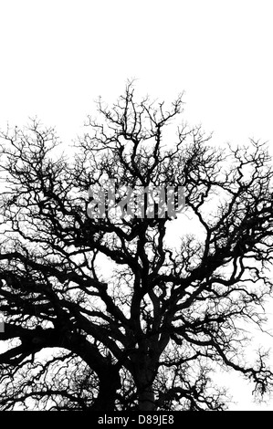 Albero di quercia rami silhouette su sfondo bianco. La natura astratta. Foto Stock