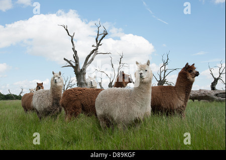 Llamas e querce pietrificato vicino Mundon Essex Foto Stock
