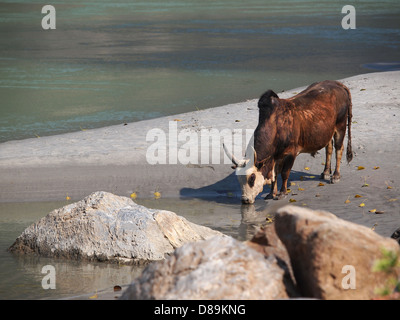 Mucca acqua potabile sulla spiaggia di sabbia del Gange Foto Stock