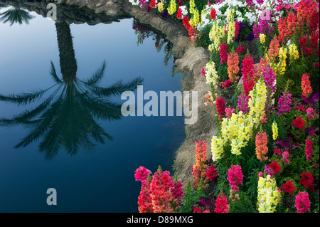 Fiori da Giardino con palme di riflessione. Palm Desert, California Foto Stock