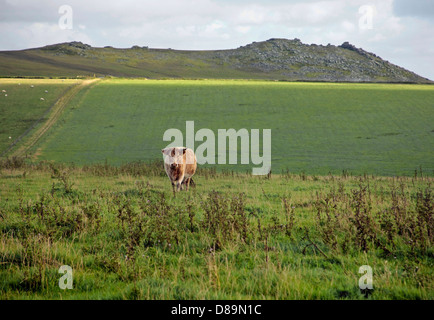 Mucche al pascolo su Bodmin Moor ruvida tor in background Foto Stock