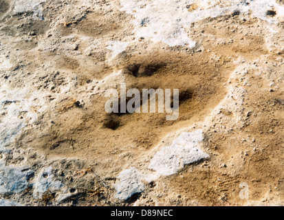 DINOSAURI TRACKS/TEXAS Foto Stock