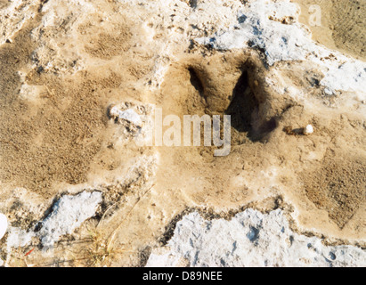 DINOSAURI TRACKS/TEXAS Foto Stock