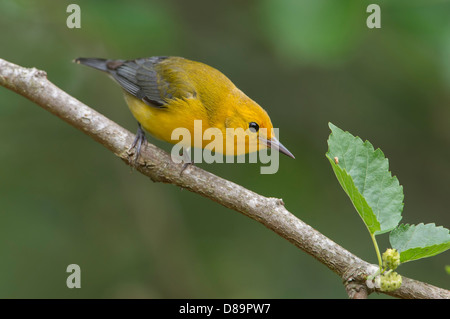 Appollaiato prothonotary trillo (Protonotaria citrea), alta isola, Texas Foto Stock